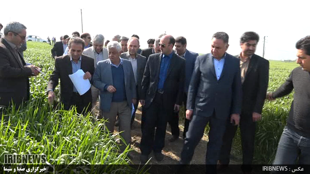 پیش بینی تولید بیش از 13و نیم میلیون تن گندم در کشور&nbsp;