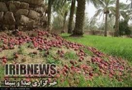 خشک میشود خرما؛خسارات عارضه خشکیدگی خوشه خرما در شرق استان کرمان خشک میشود خرما؛خسارات عارضه خشکیدگی خوشه خرما در شرق استان کرمان