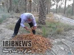 خشک میشود خرما؛خسارات عارضه خشکیدگی خوشه خرما در شرق استان کرمان خشک میشود خرما؛خسارات عارضه خشکیدگی خوشه خرما در شرق استان کرمان