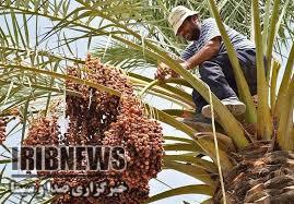 خشک میشود خرما؛خسارات عارضه خشکیدگی خوشه خرما در شرق استان کرمان خشک میشود خرما؛خسارات عارضه خشکیدگی خوشه خرما در شرق استان کرمان