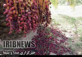 خشک میشود خرما؛خسارات عارضه خشکیدگی خوشه خرما در شرق استان کرمان خشک میشود خرما؛خسارات عارضه خشکیدگی خوشه خرما در شرق استان کرمان