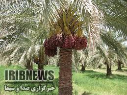خشک میشود خرما؛خسارات عارضه خشکیدگی خوشه خرما در شرق استان کرمان خشک میشود خرما؛خسارات عارضه خشکیدگی خوشه خرما در شرق استان کرمان