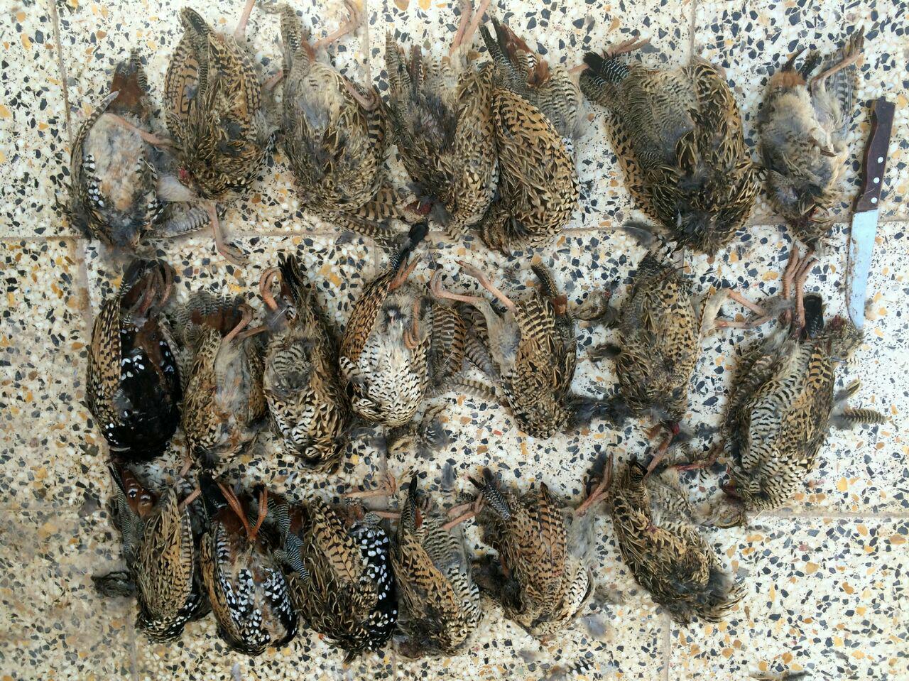 دستگیری 2 شکارچی متخلف دستگیری 2 شکارچی متخلف