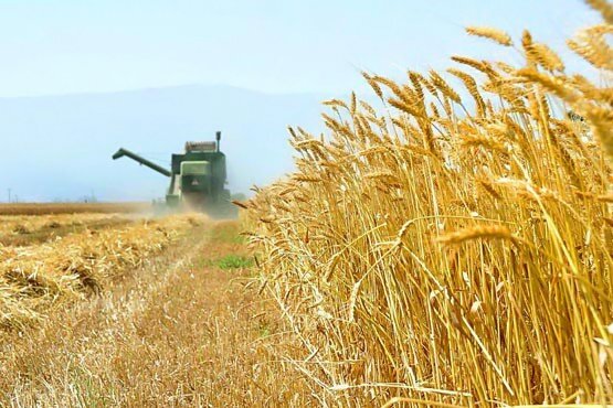 افزایش ۲۰ درصدی برداشت گندم در گچساران
