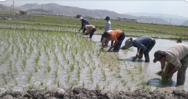 شلتوکاری در زمین های کشاورزی خوزستان شلتوکاری در زمین های کشاورزی خوزستان