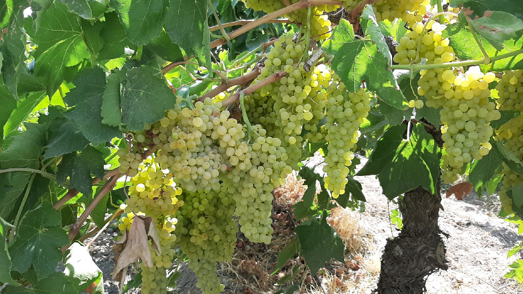 برداشت انگور از تاکستان&zwnj;های جغتای