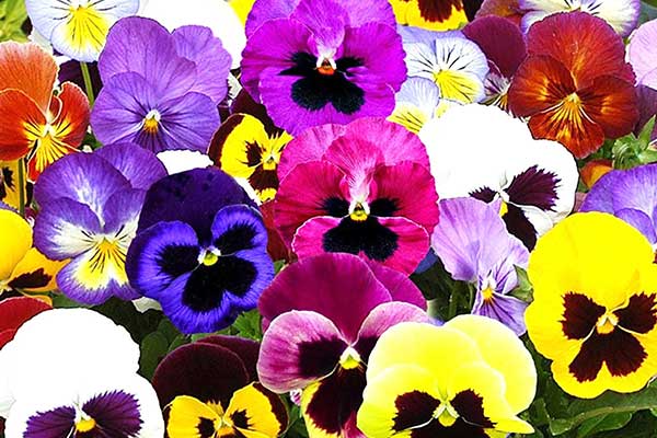 گلهای مناسب عید نوروز با حال و هوای بهاری گلهای مناسب عید نوروز با حال و هوای بهاری