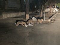 تجمع حیوانات وحشی در محله کوهسنگی مشهد