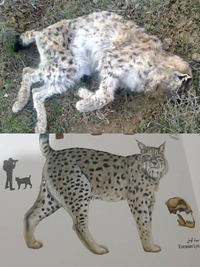 مشاهده و ثبت گونەسیاەگوش در زیستگاه های اشنویە مشاهده و ثبت گونەسیاەگوش در زیستگاه های اشنویە