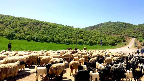 اجرای طرح «افزایش تولید در دامداریهای روستایی و عشایری» در ۵۳ روستای استان زنجان اجرای طرح «افزایش تولید در دامداریهای روستایی و عشایری» در ۵۳ روستای استان زنجان