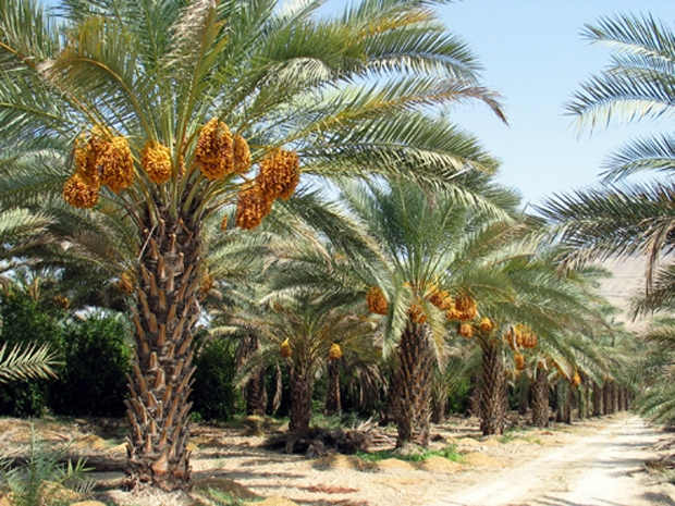 برداشت ۴۲۰۰تُن خرما از نخیلات قصرشیرین برداشت ۴۲۰۰تُن خرما از نخیلات قصرشیرین