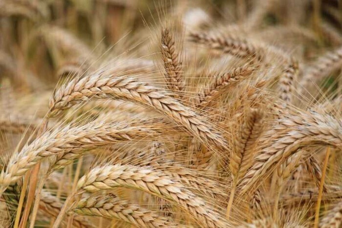 آغاز خرید تضمینی گندم کشاورزان استان بوشهر آغاز خرید تضمینی گندم کشاورزان استان بوشهر