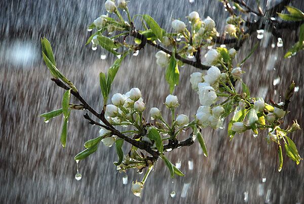 خوانسار در صدر بارندگی های شبانه روز گذشته