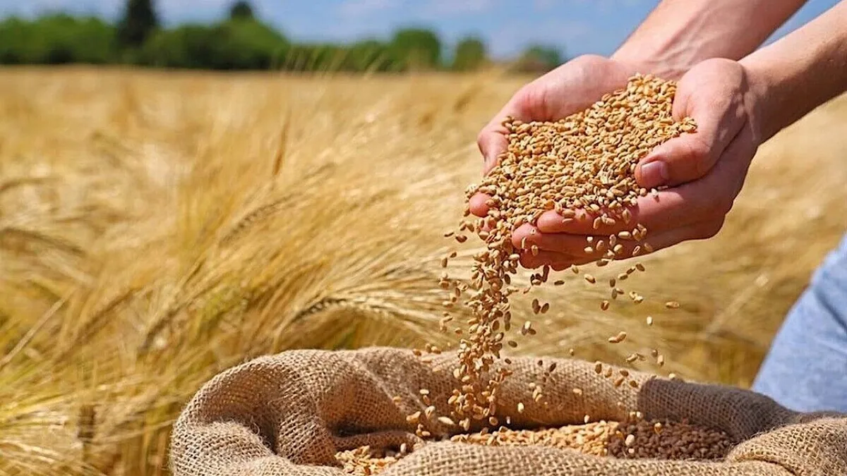 حمایت ویژه از زارعان آذربایجانغربی: ۳۰ درصد ارزش گندم، تسهیلات آنی در کیف پول الکترونیکی حمایت ویژه از زارعان آذربایجانغربی: ۳۰ درصد ارزش گندم، تسهیلات آنی در کیف پول الکترونیکی