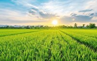 هوای اول هفته گیلانی ها، آفتابی و پایدار