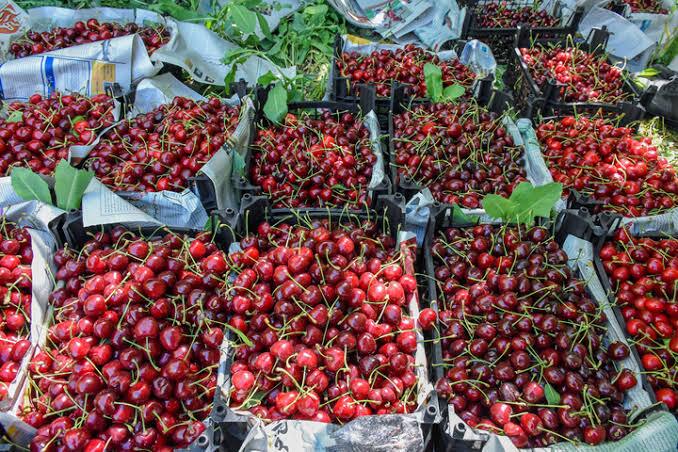 آغاز برداشت گیلاس در آذربایجانغربی ؛ پیش بینی برداشت بیش از ۳۳ هزار تن محصول گیلاس آغاز برداشت گیلاس در آذربایجانغربی ؛ پیش بینی برداشت بیش از ۳۳ هزار تن محصول گیلاس