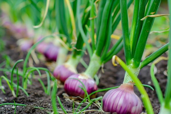 ۲۲۰۰ هکتار از اراضی آذربایجانغربی زیر کشت پیاز رفت ۲۲۰۰ هکتار از اراضی آذربایجانغربی زیر کشت پیاز رفت