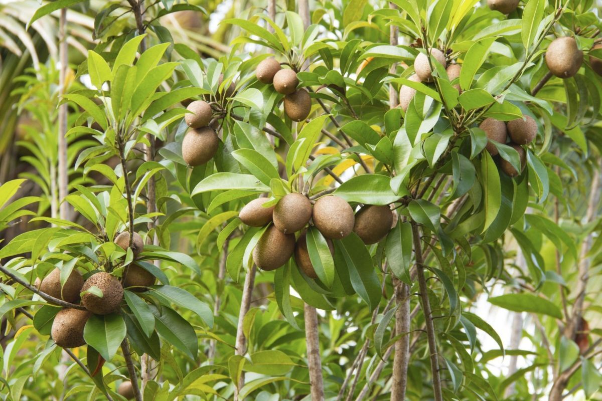 آغاز برداشت میوه چیکو در میناب آغاز برداشت میوه چیکو در میناب